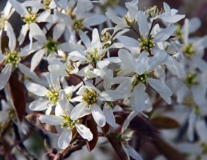 Amelanchier