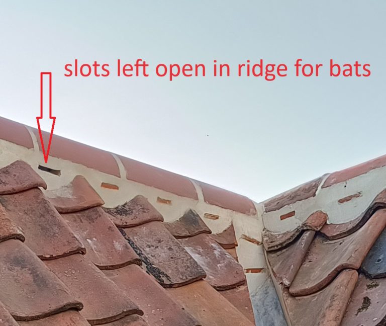 Ridge Access for Bat
