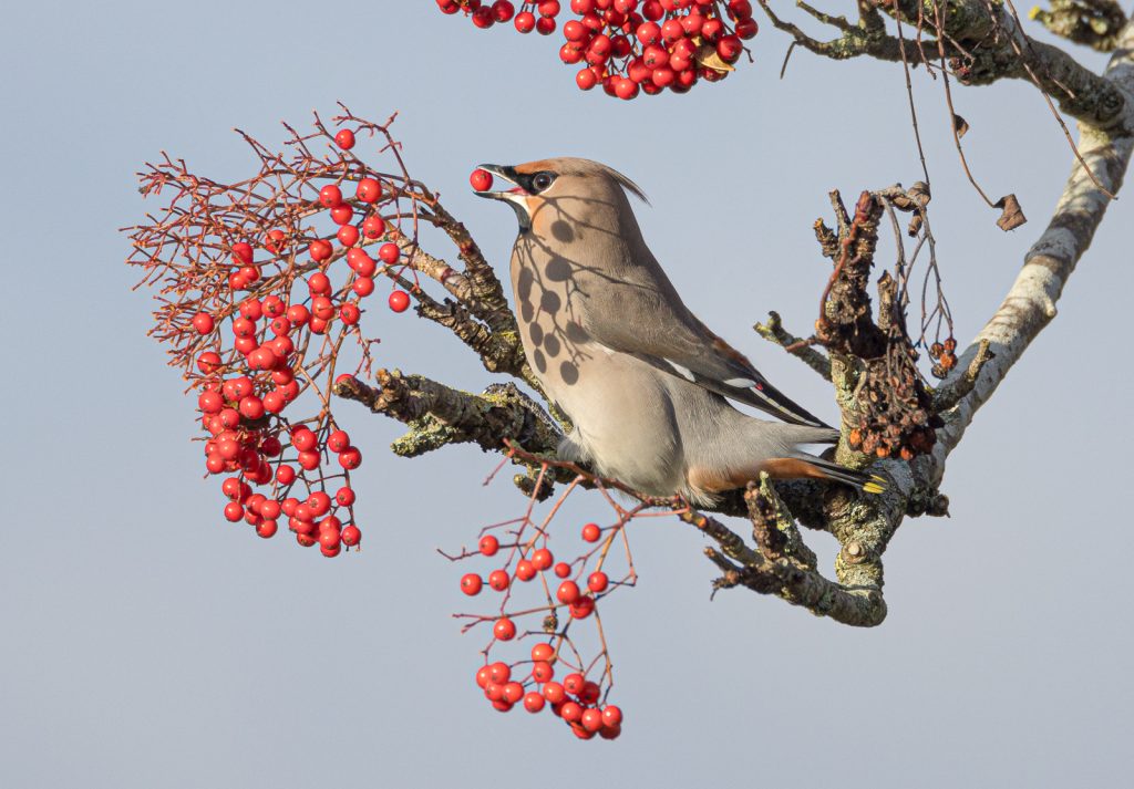 Waxwing